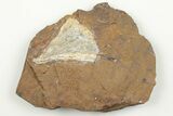 1.2" Fossil Ginkgo Leaf From North Dakota - Paleocene - #198439-1